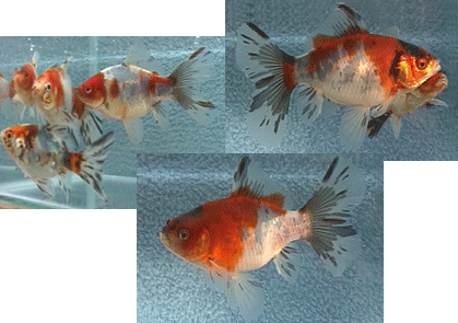 1 year old Bristol shubunkins