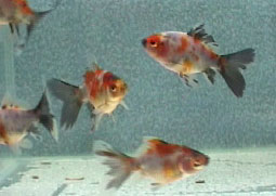 goldfish at 4 months