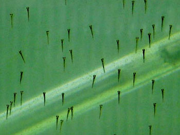 fry 12 hours after hatching