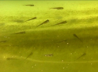 goldfish fry at 12 days