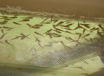 goldfish fry at 12 days