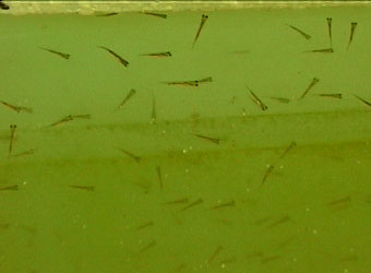 goldfish fry at 3 days