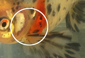 male breeding season tubercles on gill cover and leading edge of pectoral fin