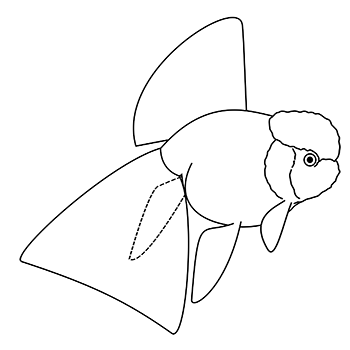 oranda standard, side view