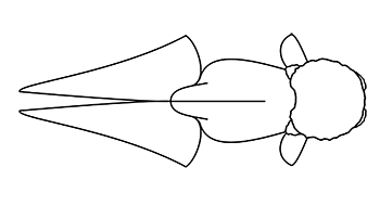 oranda standard, top view