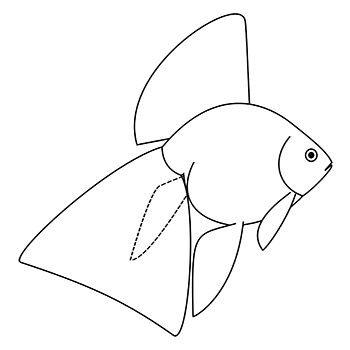 veiltail standard, side view