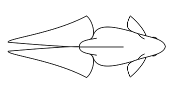 veiltail standard, top view