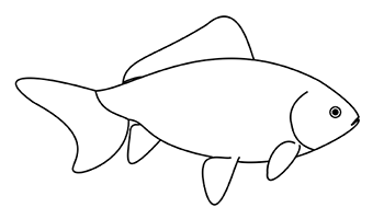 wakin standard, side view