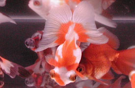 Chinese butterfly tail globe eye