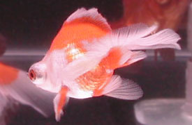 Chinese butterfly tail globe eye, rear view