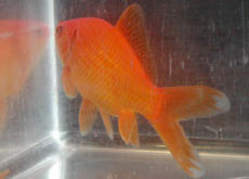 common goldfish sporting a double anal fin