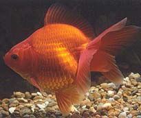 red metallic fantail