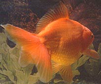 red metallic fantail