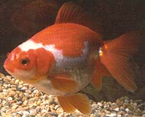 red-white variegated metallic fantail