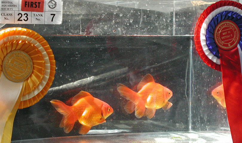 red fantails Best in Show 2002