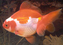 red-white variegated metallic fantail