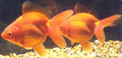red metallic fantails