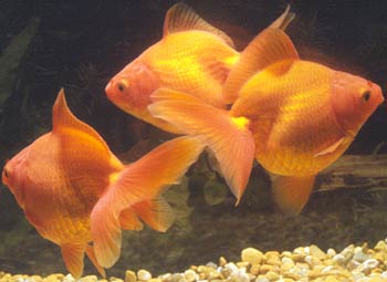 red metallic fantails