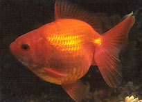 red metallic fantail
