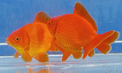 red fantails 2012