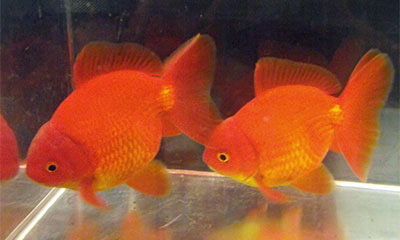 red fantails 2013