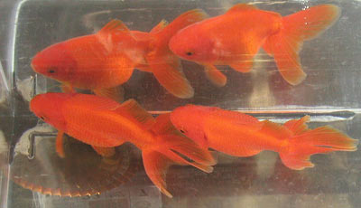 red metallic fantails