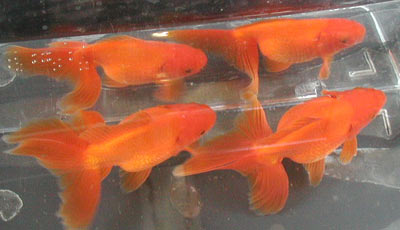 red metallic fantails