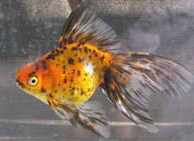 calico oriental twintail 2008