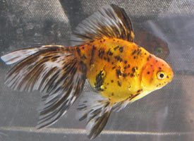 calico oriental twintail 2008