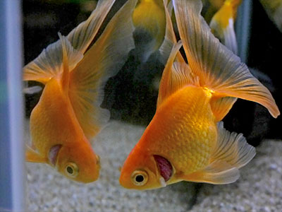 curled gill goldfish