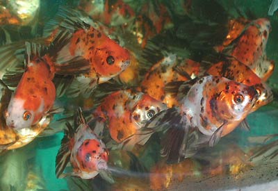Chinese twintail goldfish