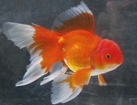 red oranda