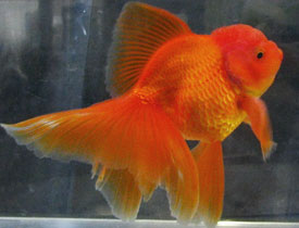 red oranda