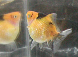 yellow pearlscale 2005
