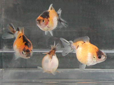 young calico pearlscales