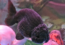 black ranchu
