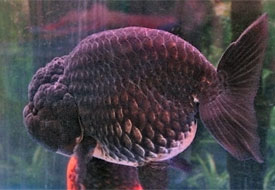 black ranchu