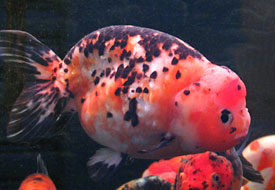 calico ranchu