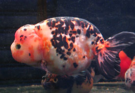 calico ranchu
