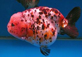 calico ranchu