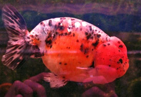 calico ranchu
