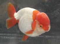 red-white variegated ranchu