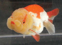 red-white variegated ranchu