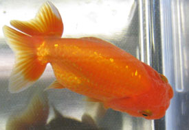 ranchu goldfish