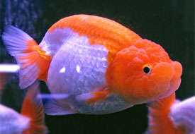 red-silver ranchu