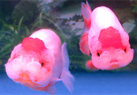 red-white ranchu