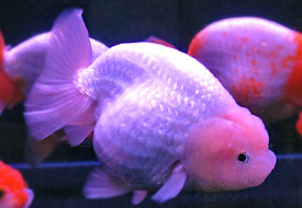 silver ranchu