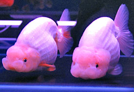 silver ranchu