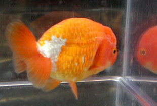 variegated ranchu 2000
