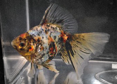 calico veiltail 2018